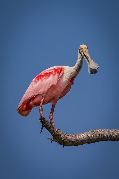 077 Noord Pantanal, rode lepelaar.jpg